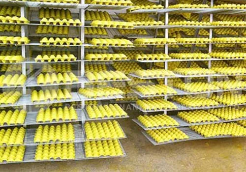 egg tray egg tray